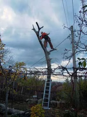 Градинарски услуги
