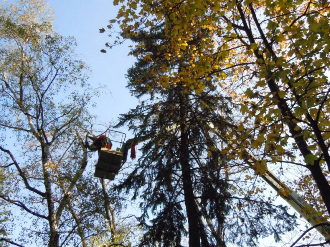 Озеленяване на градина
